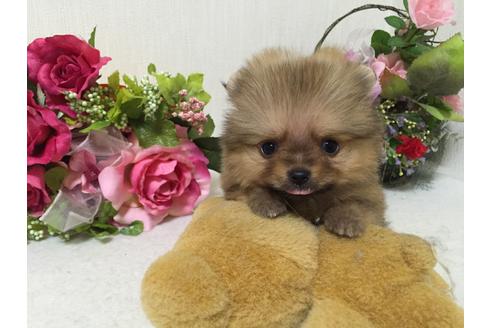 成約済の大阪府のポメラニアン-23001の4枚目